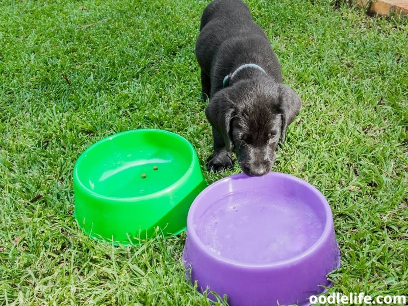 two water bowl