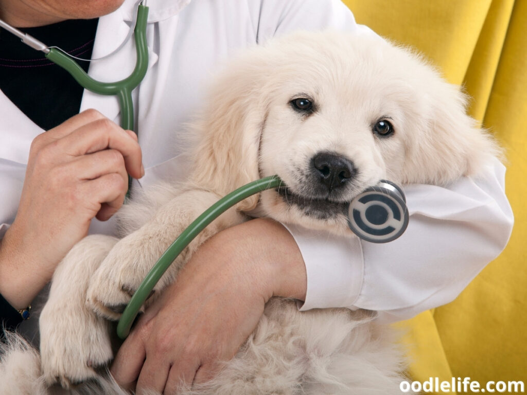 vet and puppy