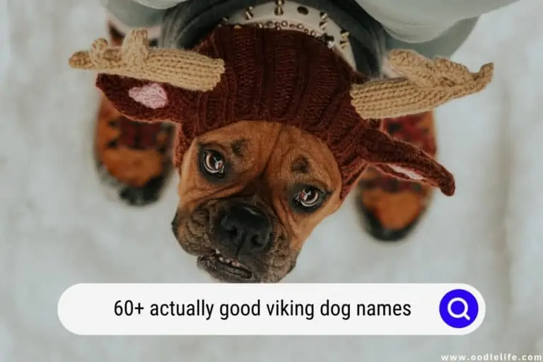 60+ Actually Good Viking Dog Names