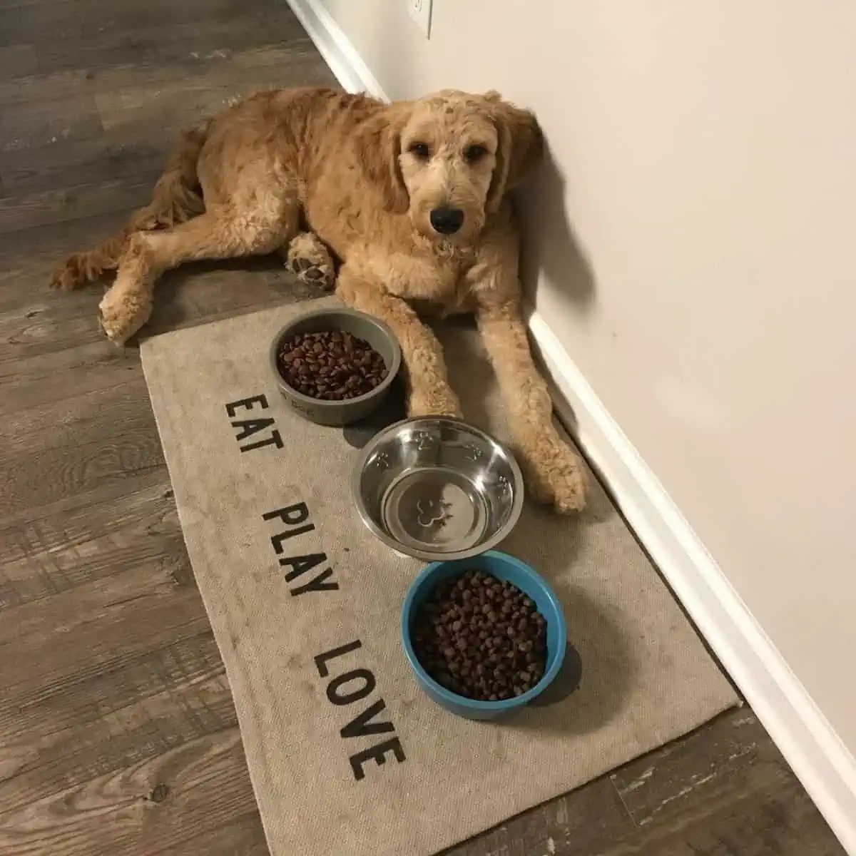 waiting Goldendoodle for meal time