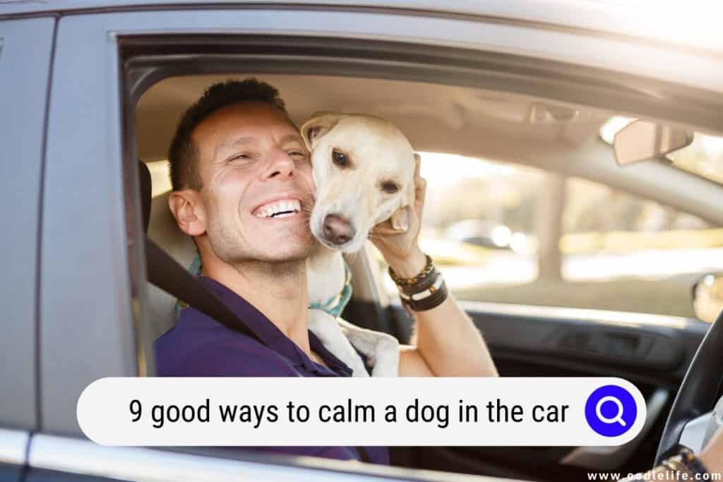 ways to calm a dog in the car