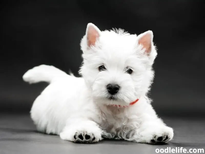 West Highland White Terrier