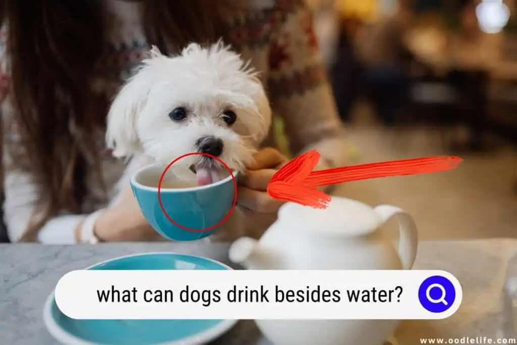 what can dogs drink besides water