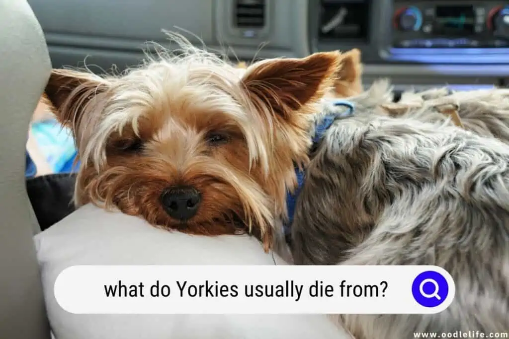 what do Yorkies usually die from