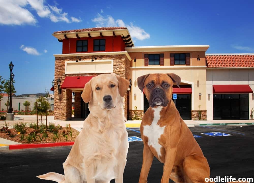 Which Stores Allow Dogs? PetFriendly Retail Guide (2024) Oodle Life
