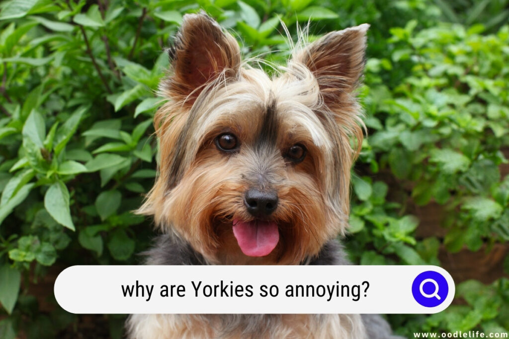 why are Yorkies so annoying