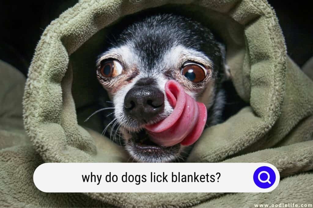 why do dogs lick blankets