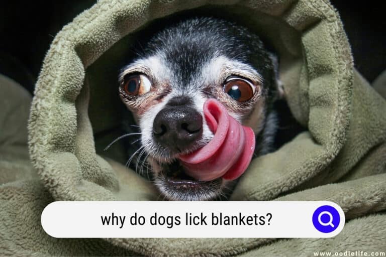 Why Do Dogs Lick Blankets?