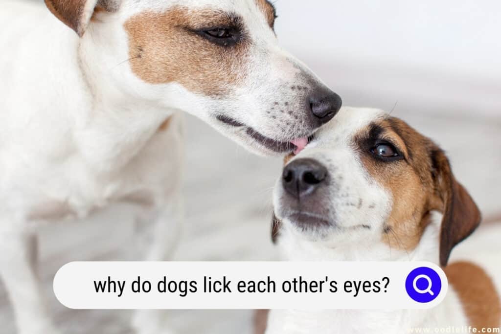 why do dogs lick each other's eyes