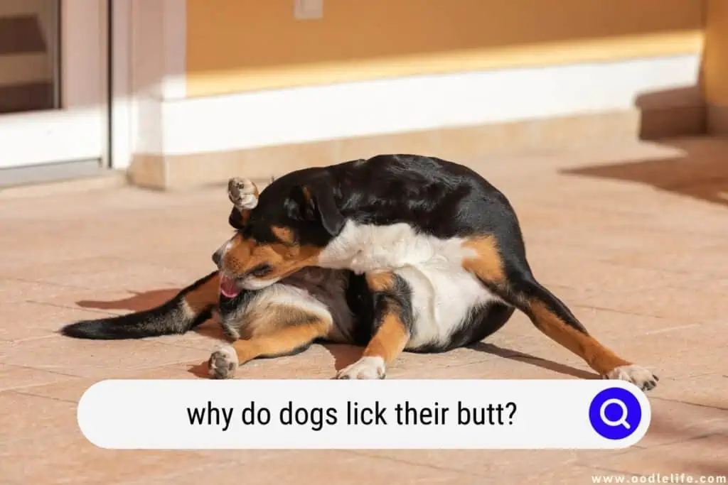 why do dogs lick their butt