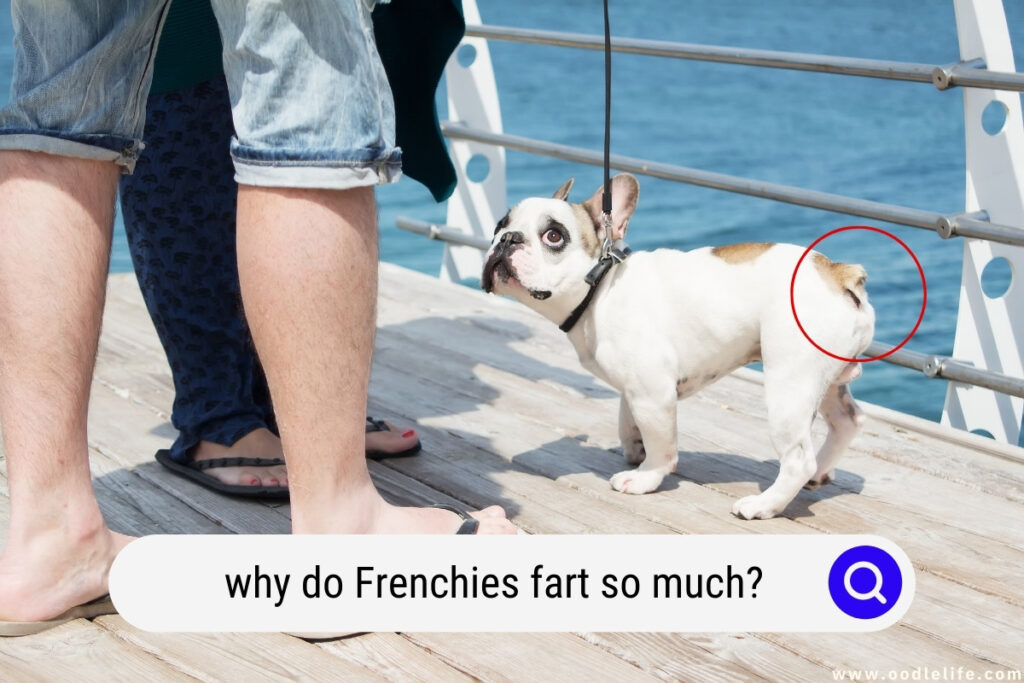 why do Frenchies fart so much