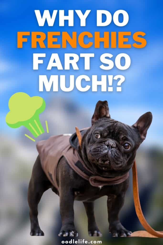 Why Do Frenchies Fart SO Much? [7 Reasons] Oodle Life