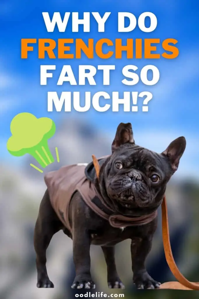 why do frenchies fart so much