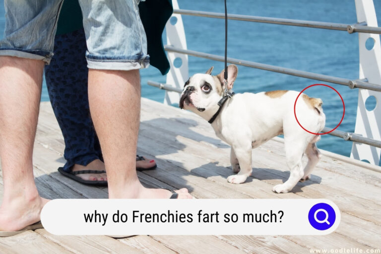 Why Do Frenchies Fart SO Much? [7 Reasons]