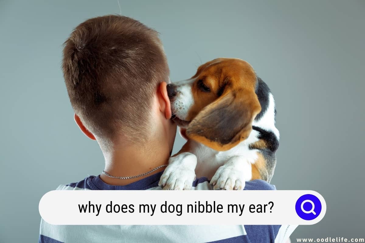 why does my dog nibble my ear lobe