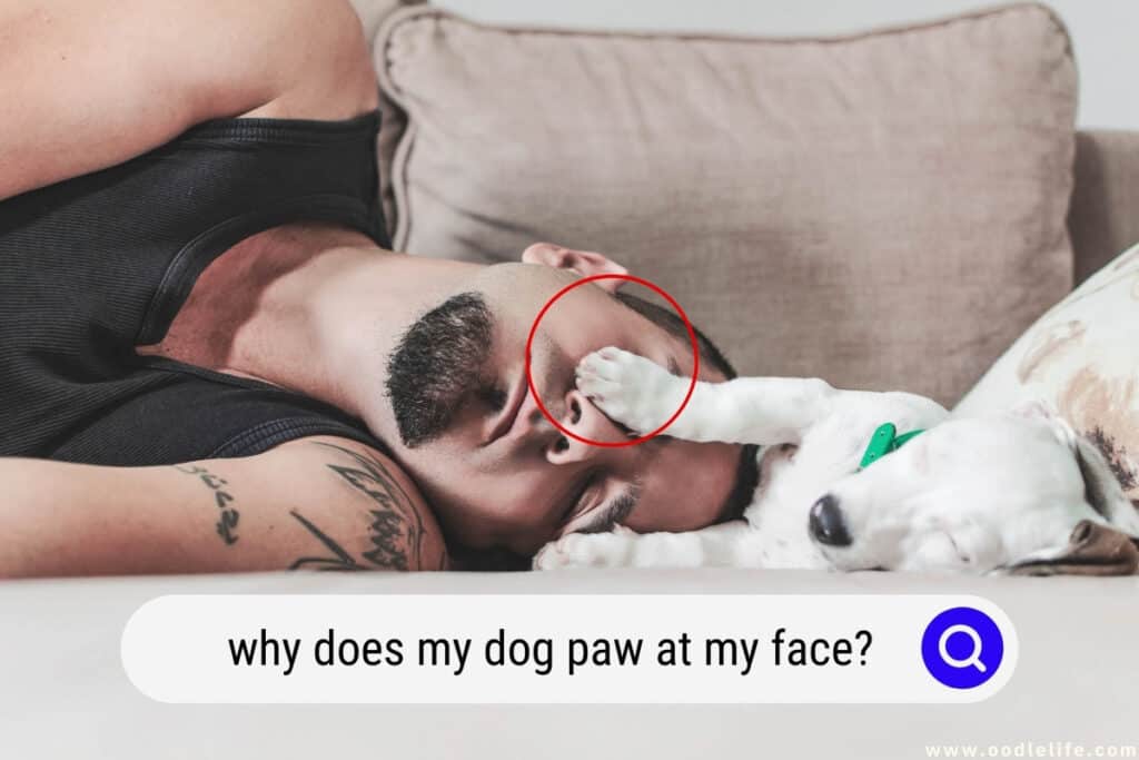 Why do dogs slap you with their paws?