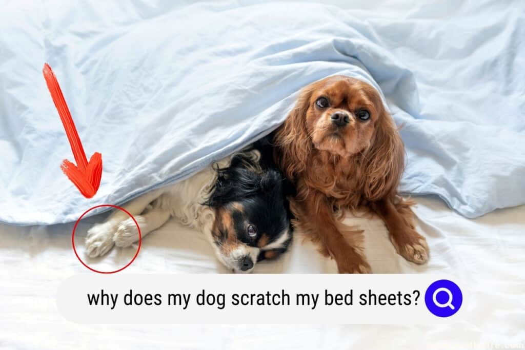 Why Does My Dog Lick The Bed Before Sleeping