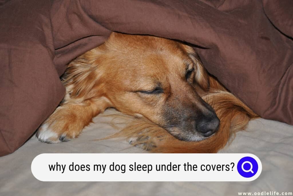 why does my dog sleep under the covers