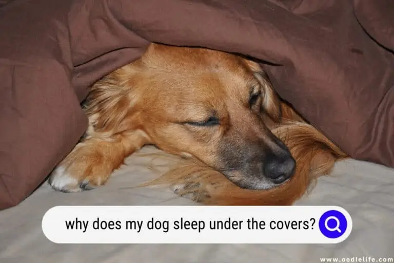 Why Does My Dog Sleep Under the Covers? [Surprise Explanation] 