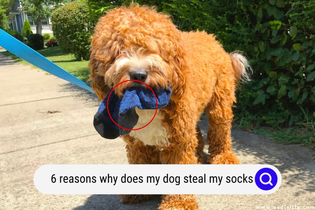why does my dog steal my socks