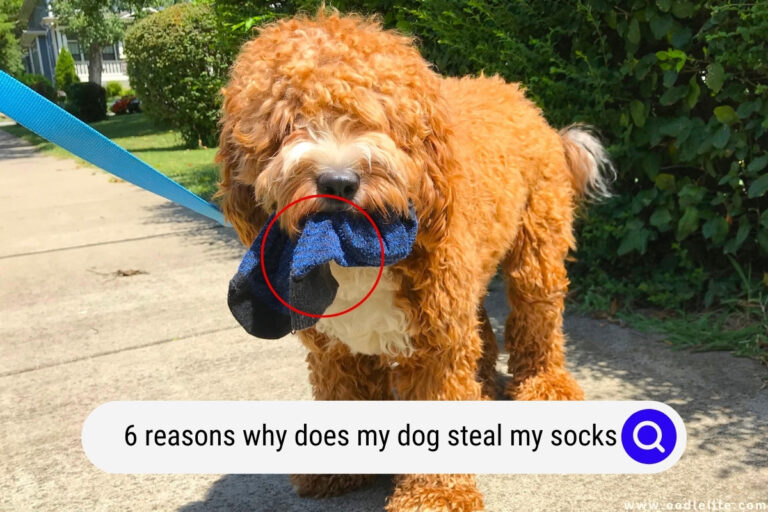 [6 Reasons] Why Does My Dog STEAL My Socks!?