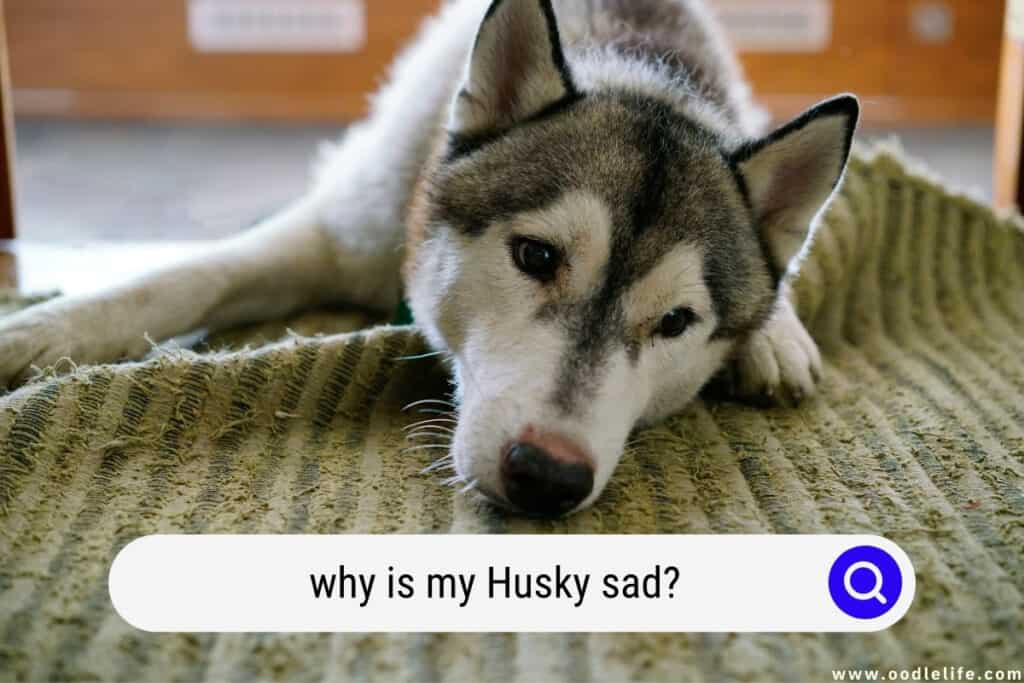 why is my Husky sad