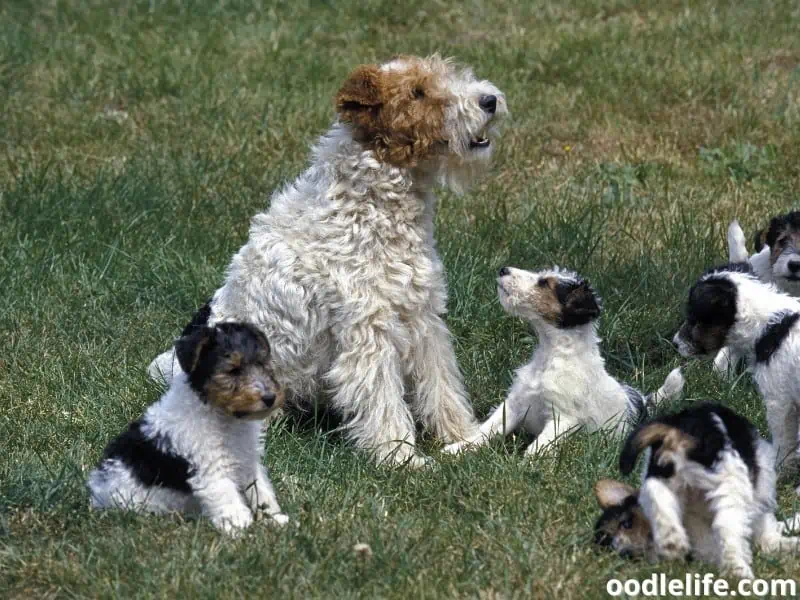 Wirehaired Fox Terrier