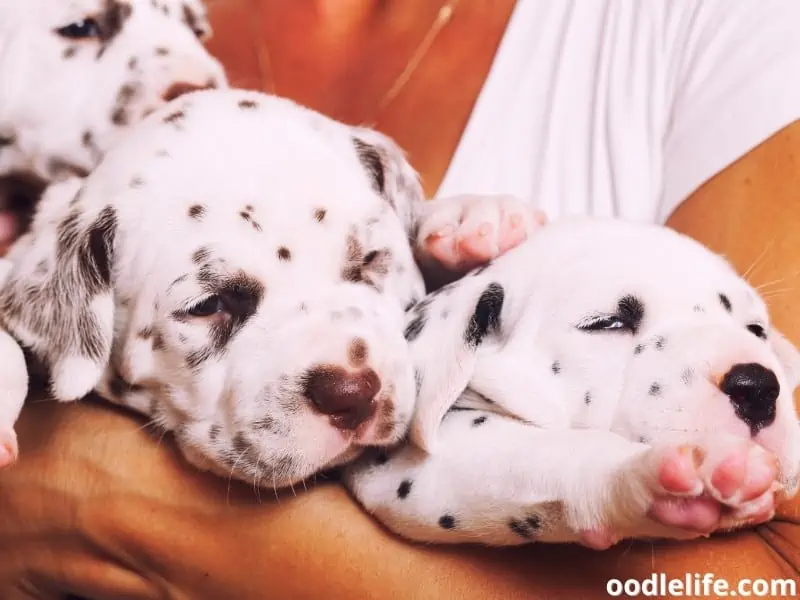 woman holding Dalmatian puppies