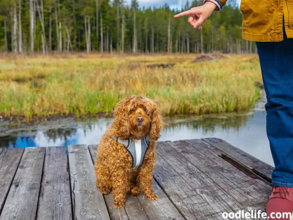 woman trains Cavapoo