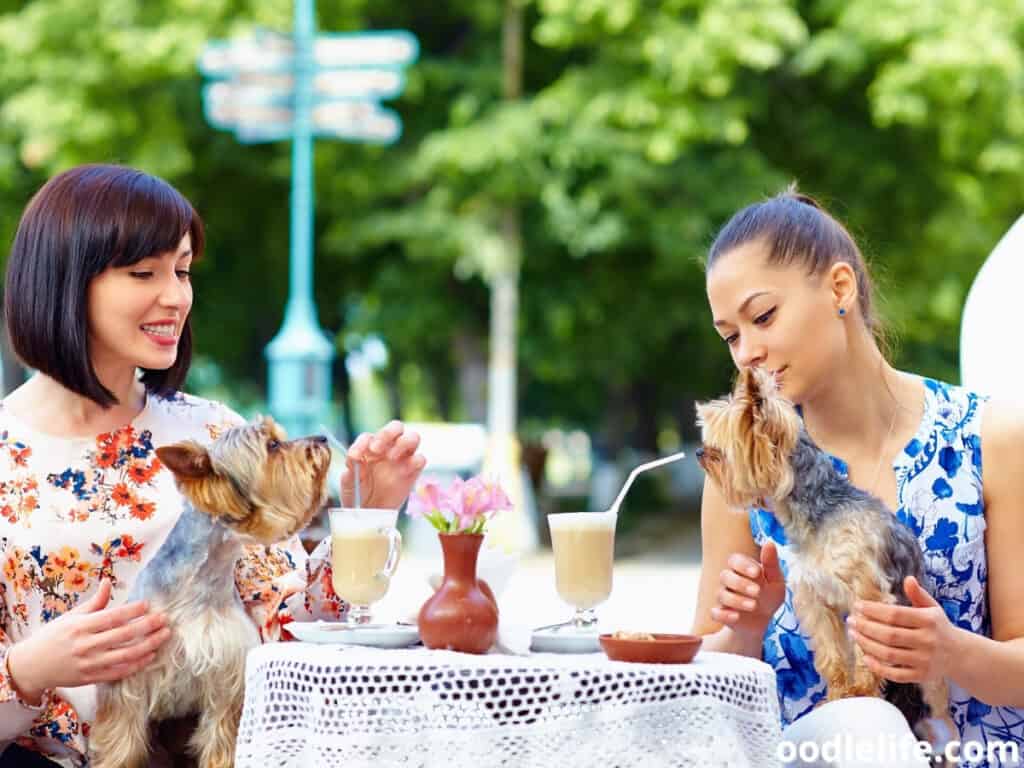 women spend time with dogs