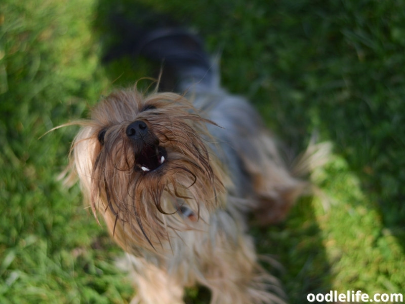 Yorkie barking