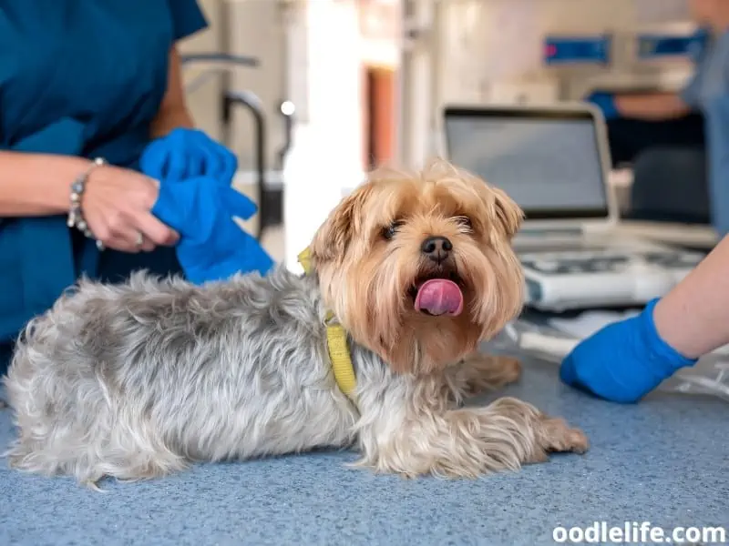 Yorkie being checked up