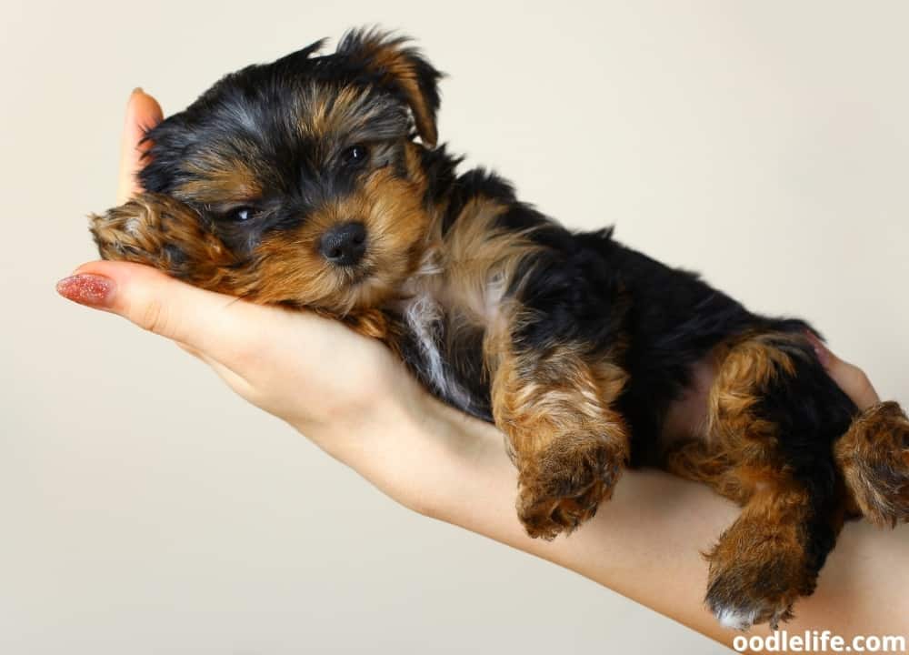 miniature yorkie puppy