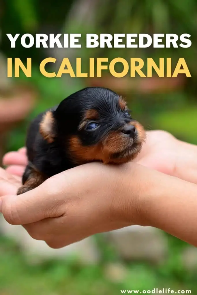 Yorkie breeders in california