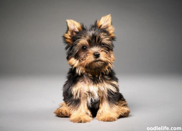 When Do Yorkies Change Color? (Puppy Coat Transition Guide) Oodle Life
