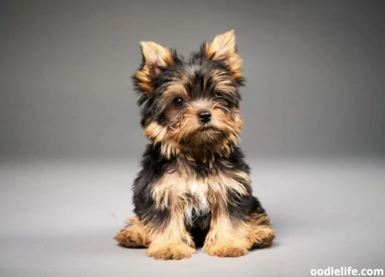 7 Best Yorkie Breeders in Texas (2025 Update)