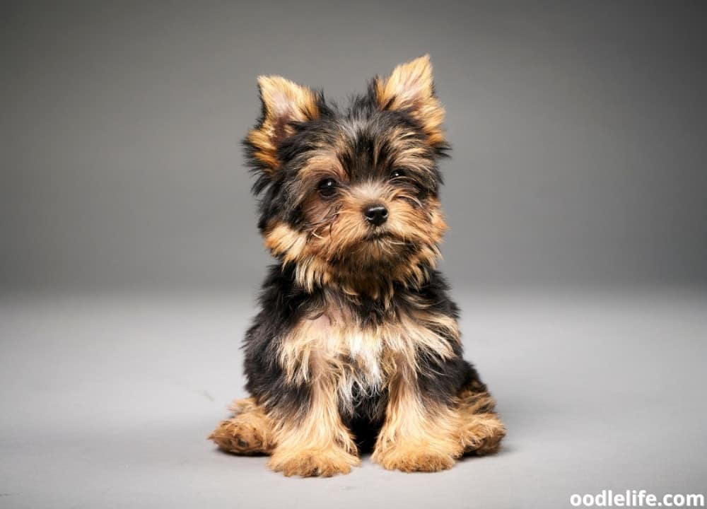 what is considered a toy yorkie