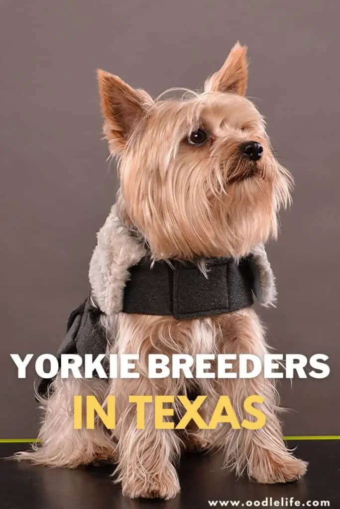 Yorkie breeders in texas