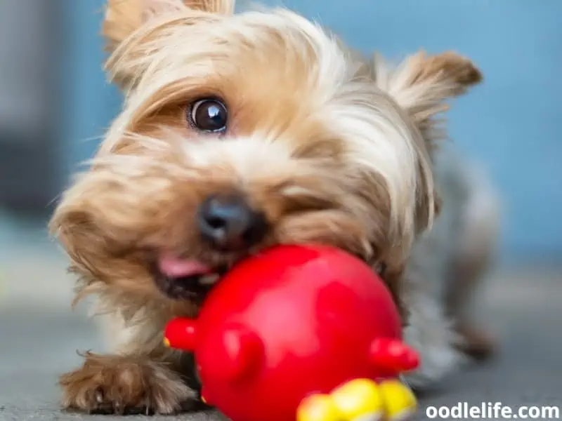 Yorkie chewing toy