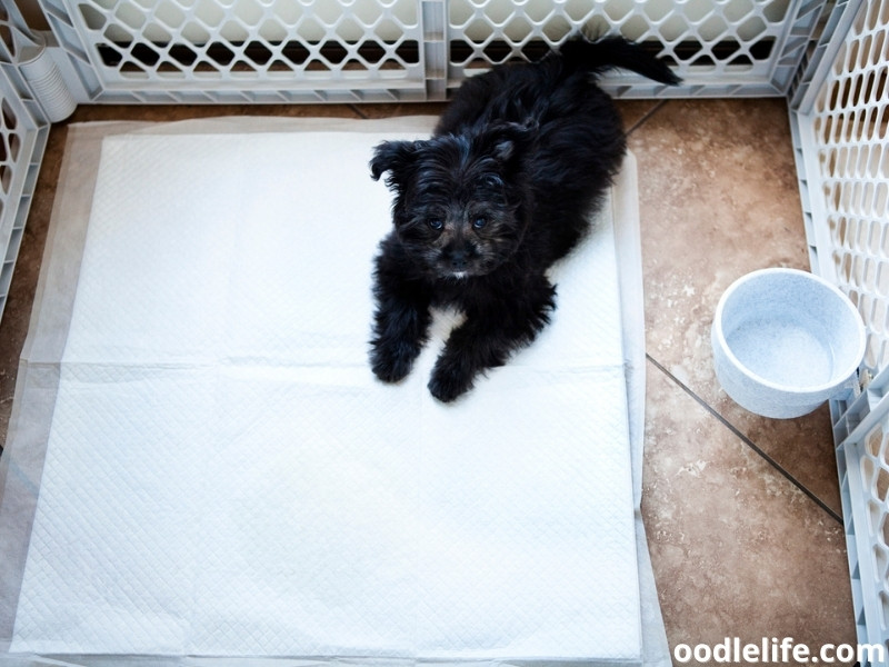 Yorkiepoo in playpen