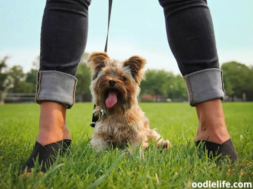Yorkshire Terrier at the park