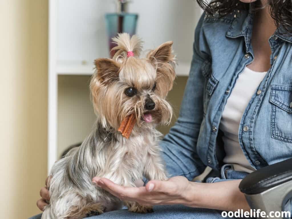 Yorkshire Terrier eating