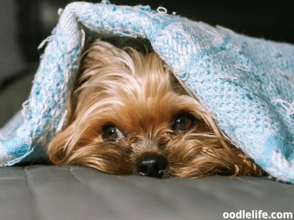 Yorkshire Terrier lying in bed