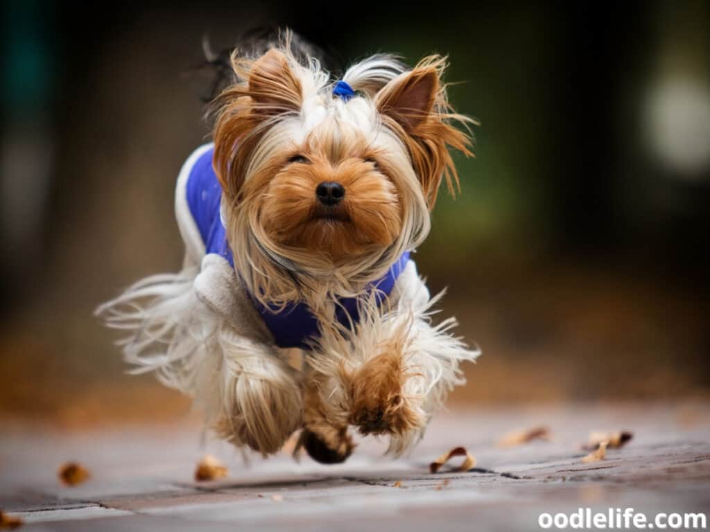 Yorkshire Terrier running