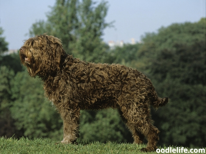 Barbet side view pose