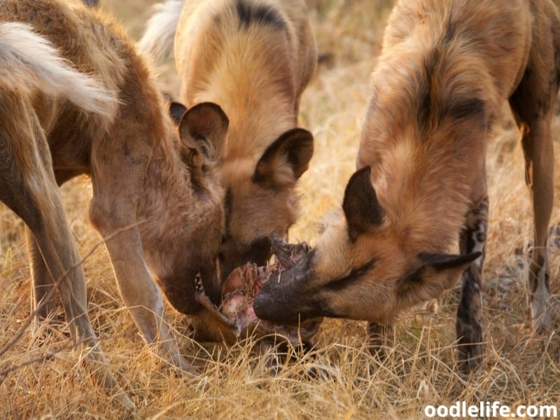 African Wild dogs eats