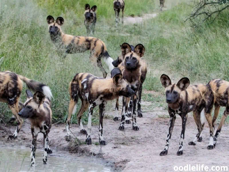 African Wild Dogs