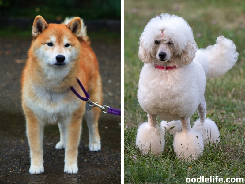 Akita and Poodle