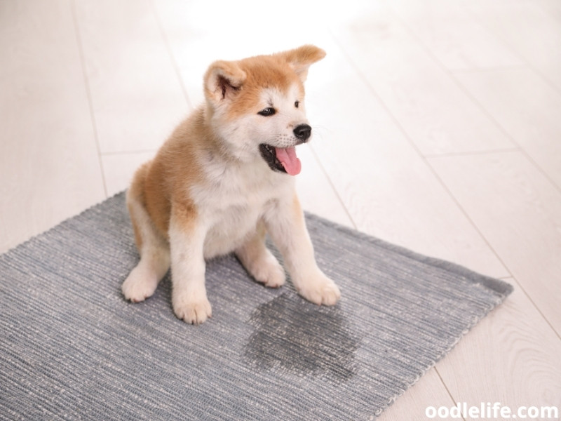 Akita puppy sits on the rug
