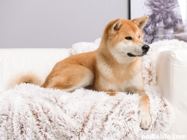 The 11 Most Aloof Dog Breeds [with Photos] Oodle Life